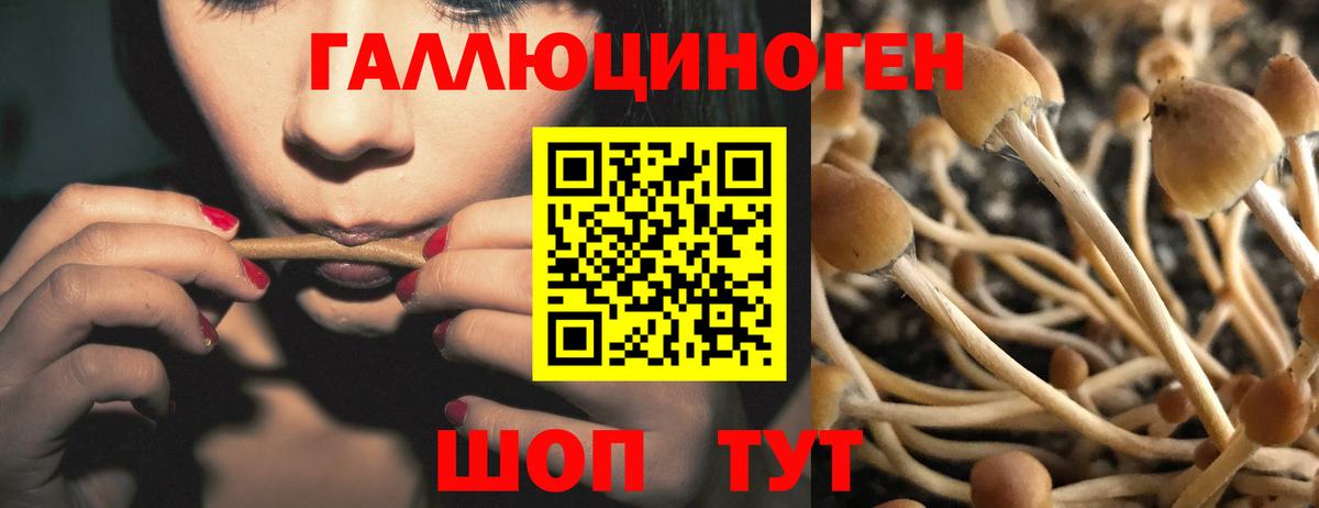 Галлюциногенные грибы Psilocybe  Вход с VPN  купить наркотики сайты  Галлюциногенные грибы прущие грибы  Нефтекумск 